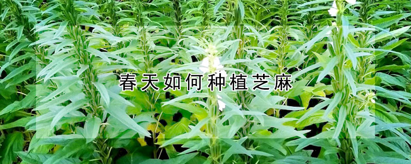 春天如何种植芝麻