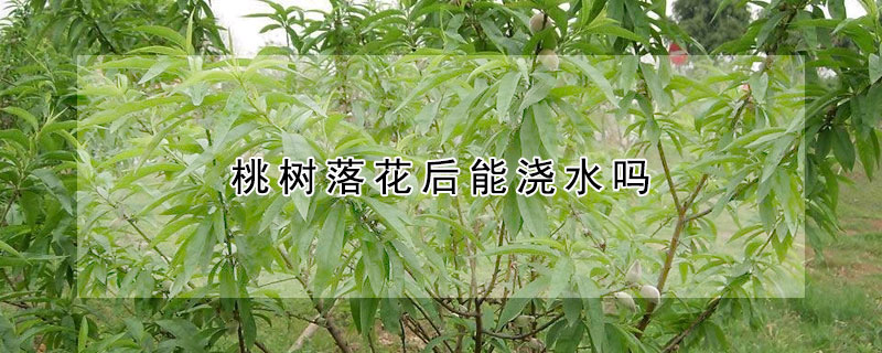 桃树落花后能浇水吗