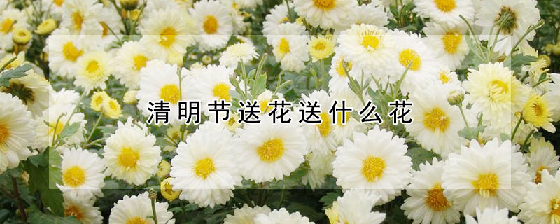 清明节送花送什么花