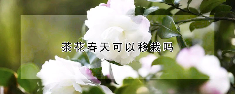 茶花春天可以移栽吗