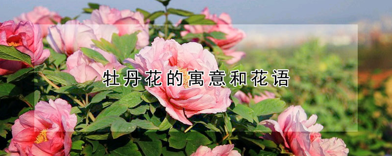 牡丹花的寓意和花语