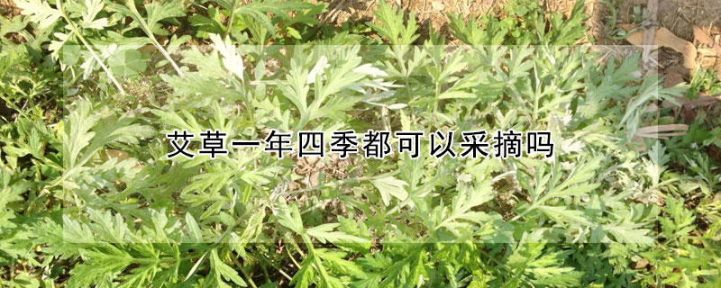 艾草一年四季都可以采摘吗