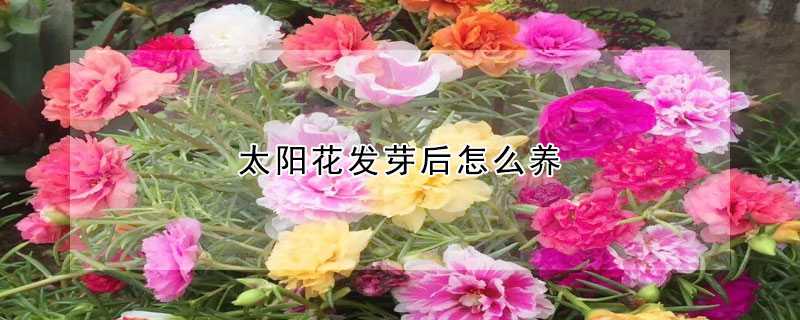 太阳花发芽后怎么养