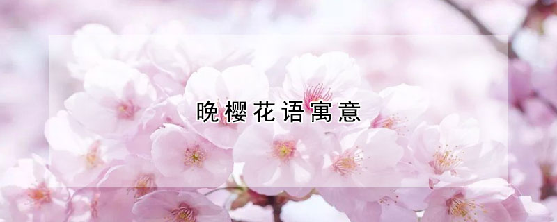 晚樱花语寓意