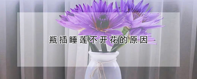 瓶插睡莲不开花的原因