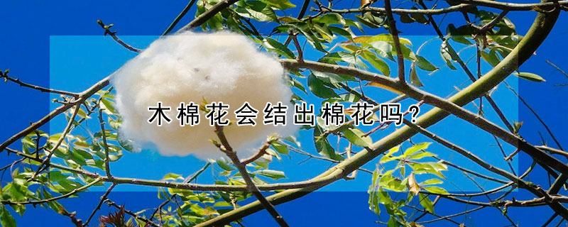 木棉花会结出棉花吗?