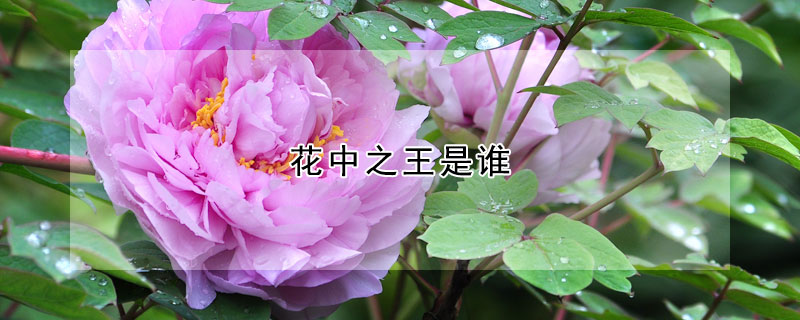 花中之王是谁