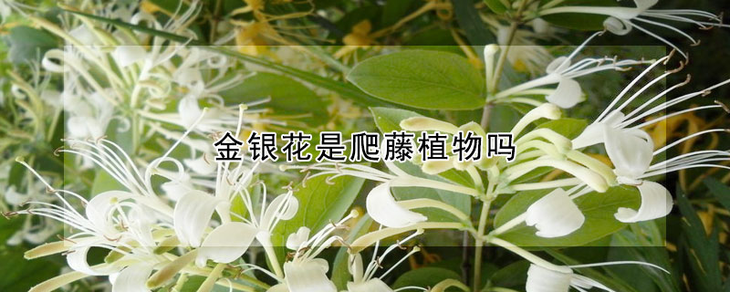 金银花是爬藤植物吗