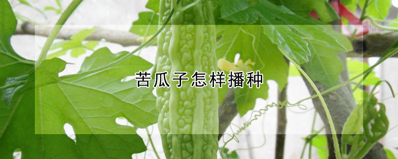 苦瓜子怎样播种