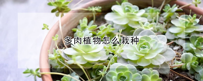 多肉植物怎么栽种