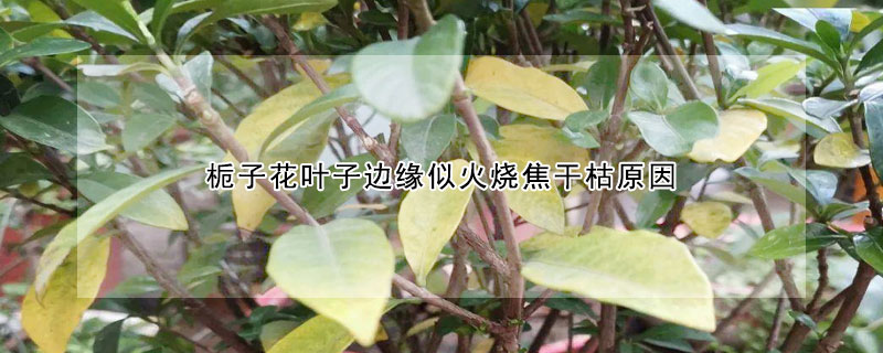 栀子花叶子边缘似火烧焦干枯原因