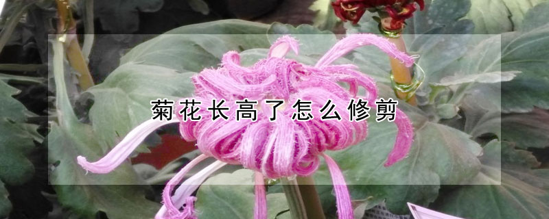 菊花长高了怎么修剪