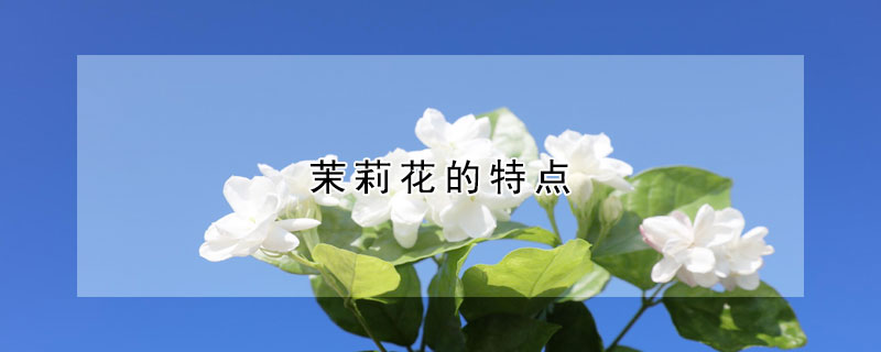 茉莉花的特点