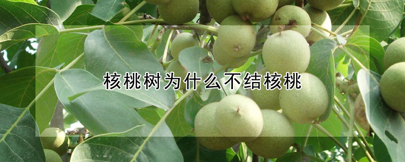 核桃树为什么不结核桃