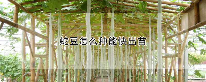 蛇豆怎么种能快出苗