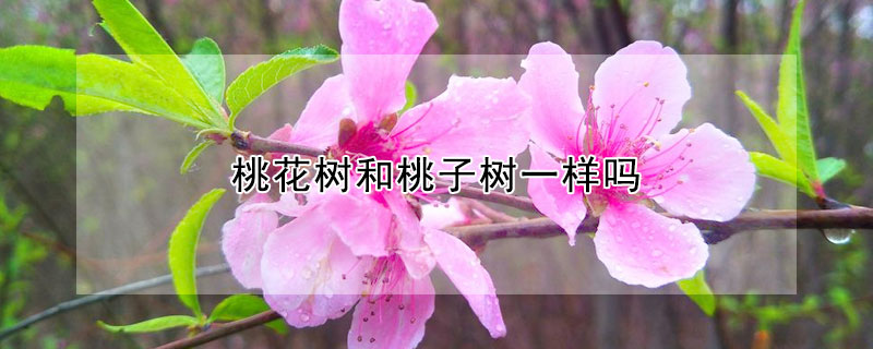 桃花树和桃子树一样吗