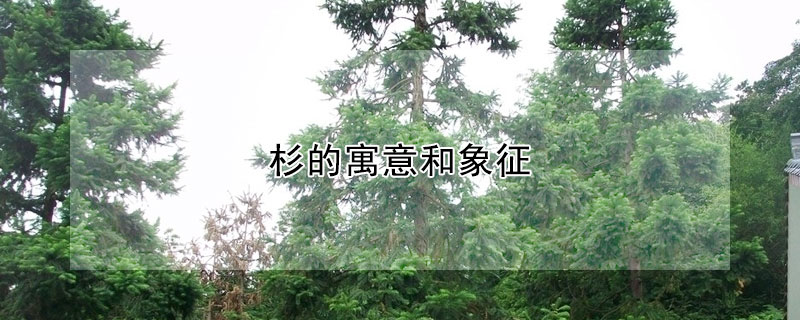 杉的寓意和象征