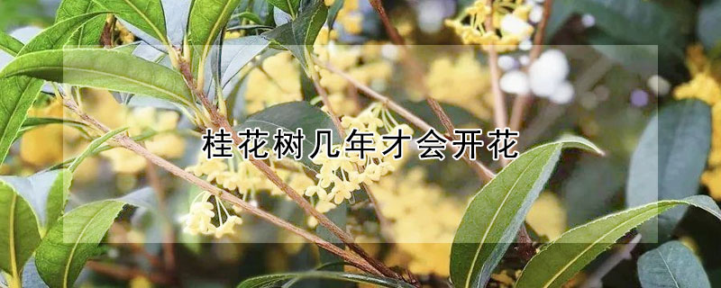 桂花树几年才会开花