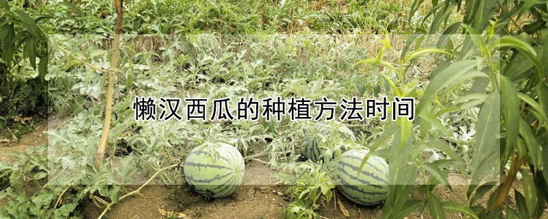 懒汉西瓜的种植方法时间