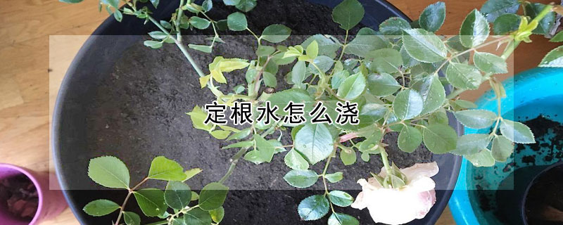 定根水怎么浇