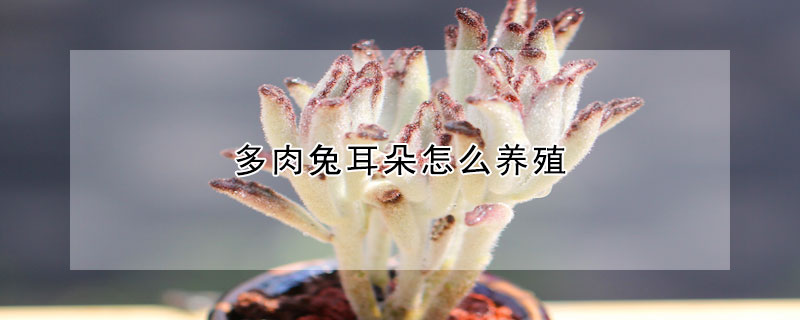 多肉兔耳朵怎么养殖