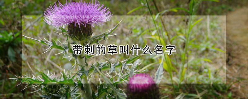 带刺的草叫什么名字