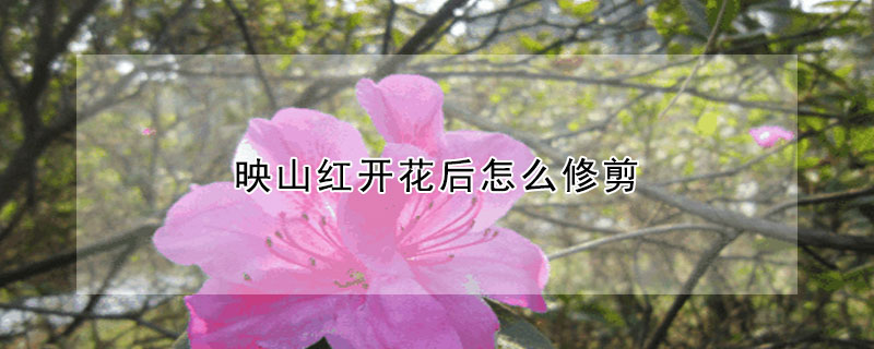 映山红开花后怎么修剪