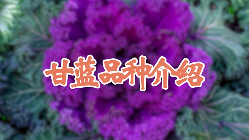 甘蓝品种介绍