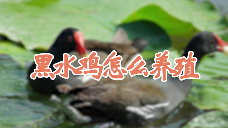 黑水鸡怎么养殖