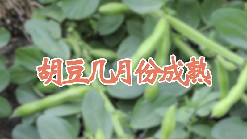 胡豆几月份成熟