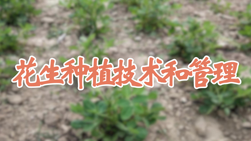 落花生和花生的区别 发财农业网