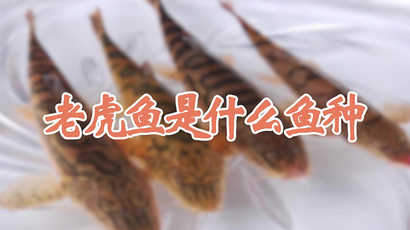 老虎鱼是什么鱼种