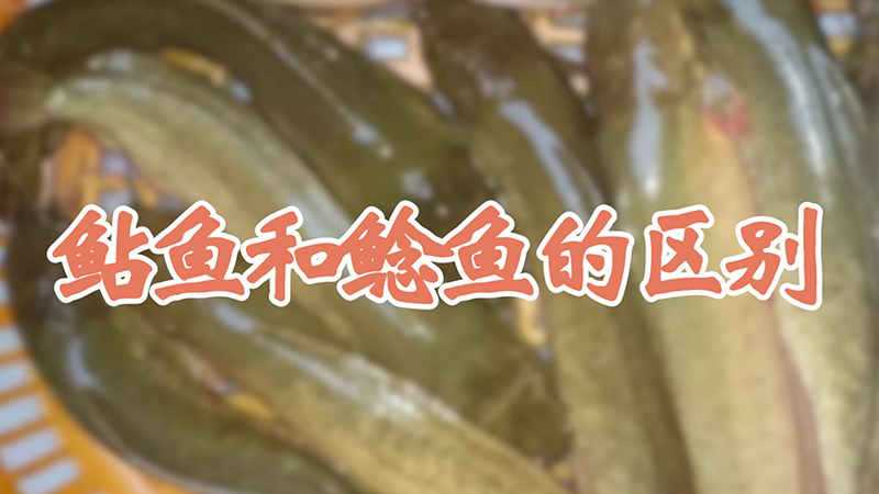 鲇鱼和鲶鱼的区别