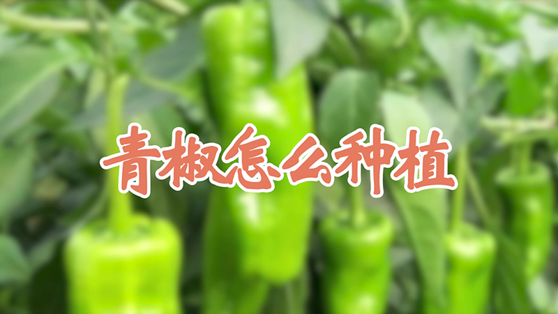 青椒怎么种植