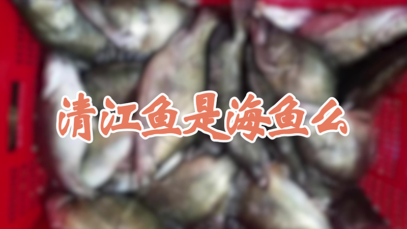 清江鱼是海鱼么