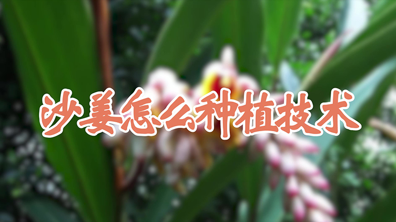 沙姜怎么种植技术