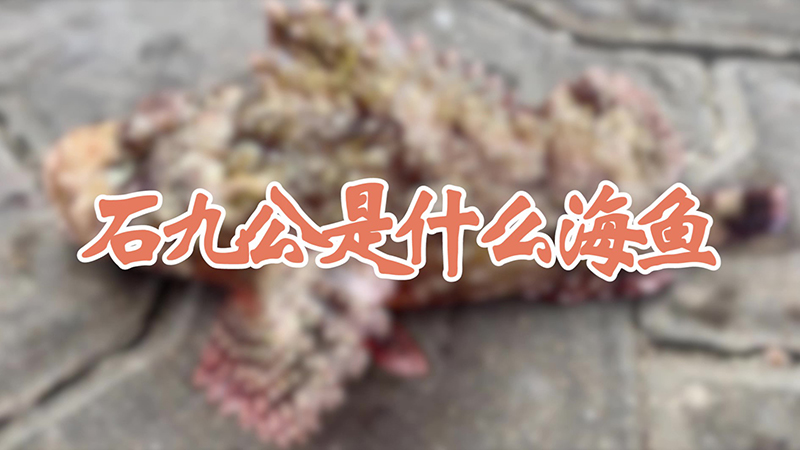 石九公是什么海鱼