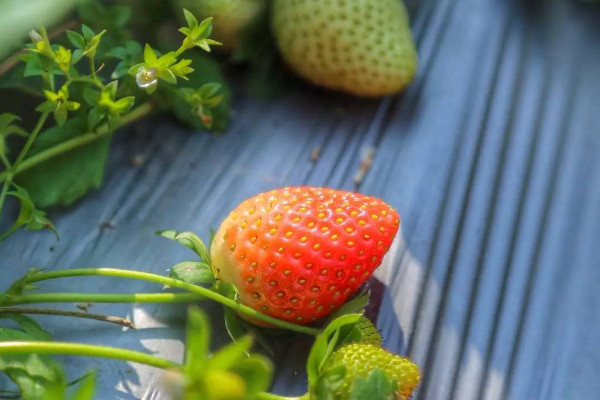 草莓种植技术与管理