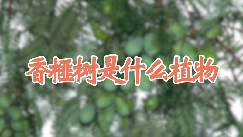 香榧树是什么植物