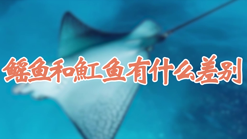鳐鱼和魟鱼有什么差别
