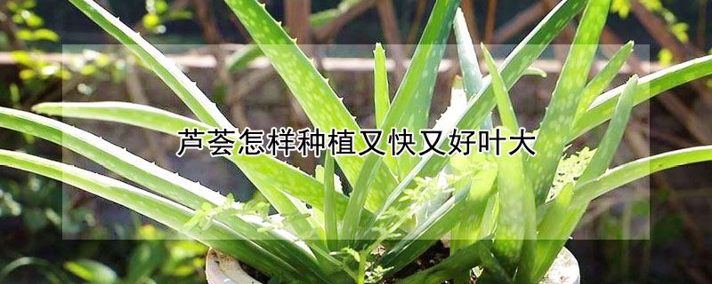 芦荟怎样种植又快又好叶大