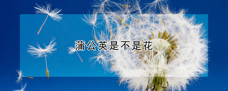 蒲公英是不是花