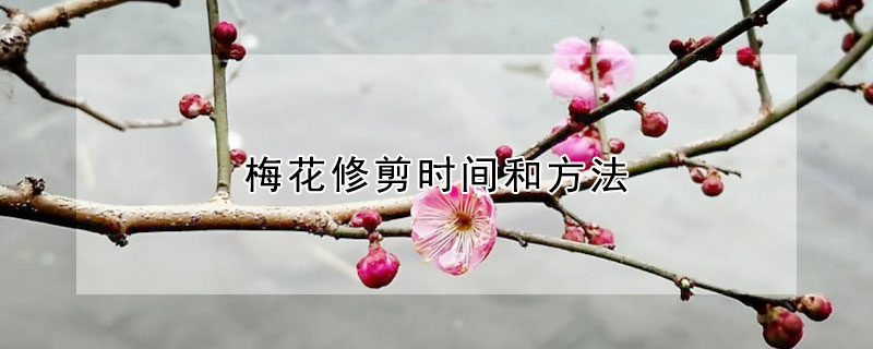 梅花修剪时间和方法