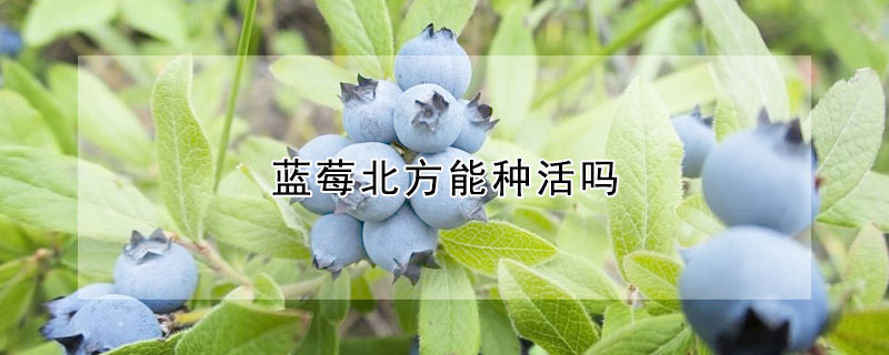 蓝莓北方能种活吗