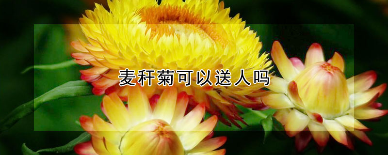 麦秆菊可以送人吗