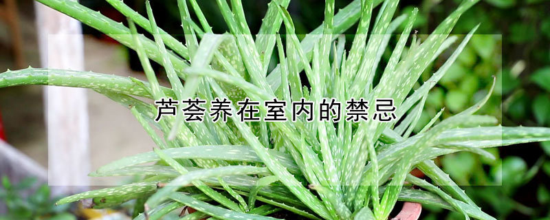 芦荟养在室内的禁忌