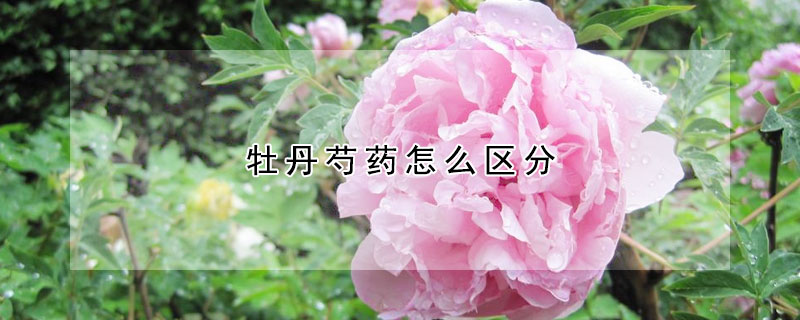 牡丹芍药怎么区分