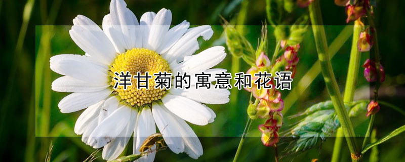 洋甘菊的寓意和花语