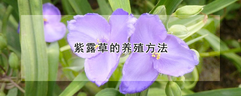 紫露草的养殖方法