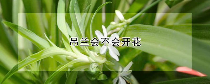 吊兰会不会开花